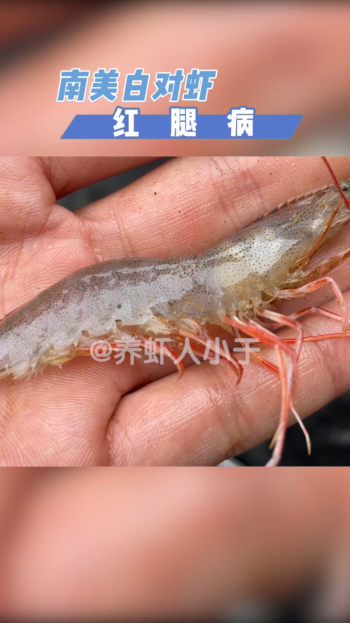 南美白对虾养殖记录——红腿病!