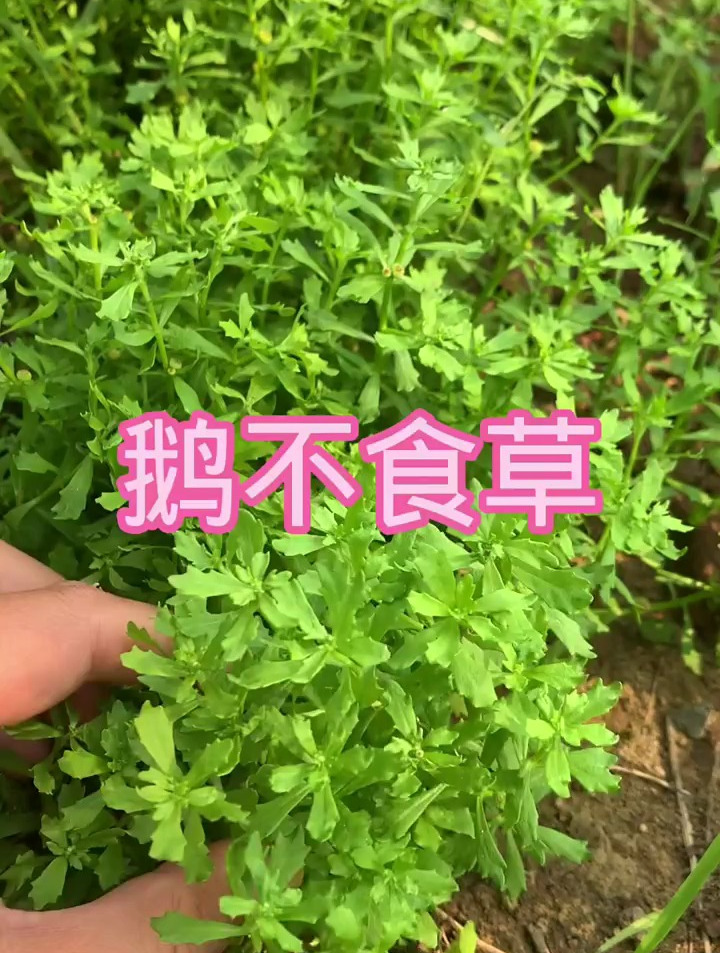 鹅都不喜欢吃的小草～鹅不食草