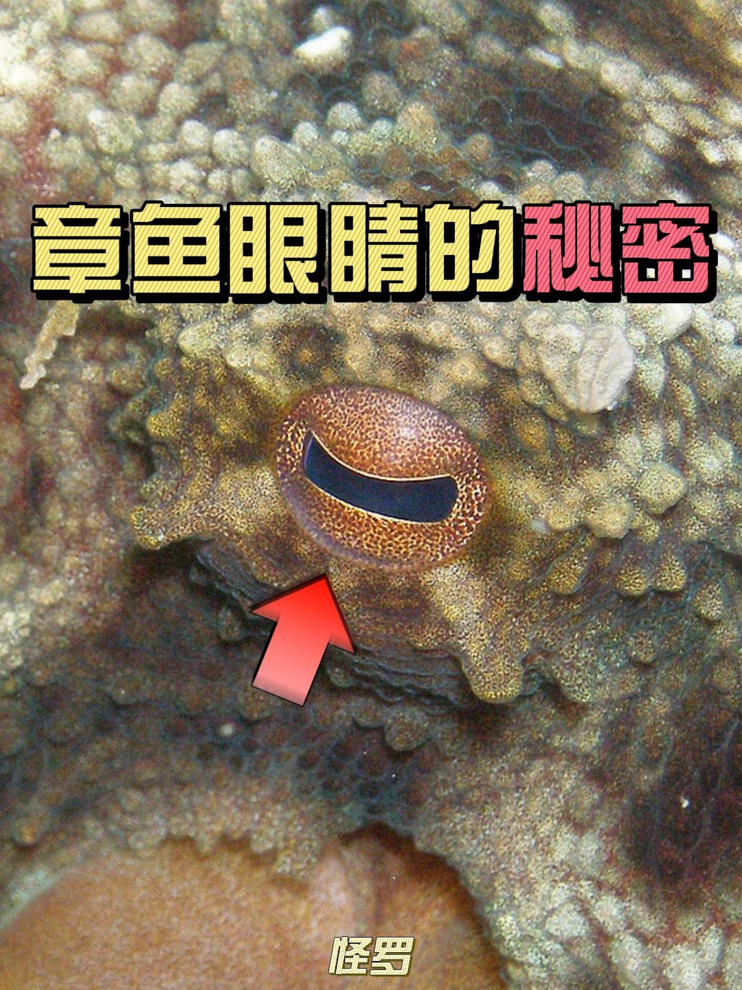 章鱼眼睛的秘密:独一无二的色彩感知能力,到底是如何做到的?