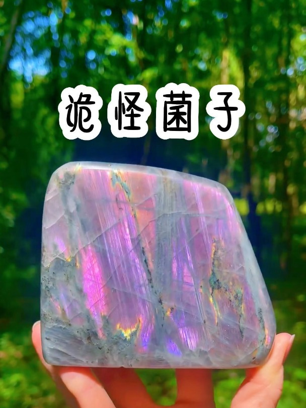 我意外发现了许多鸡肉菌……