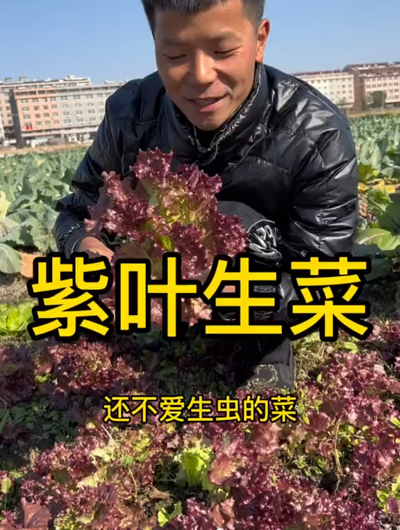 青生菜我们经常吃,但是紫色的生菜你见过吗?