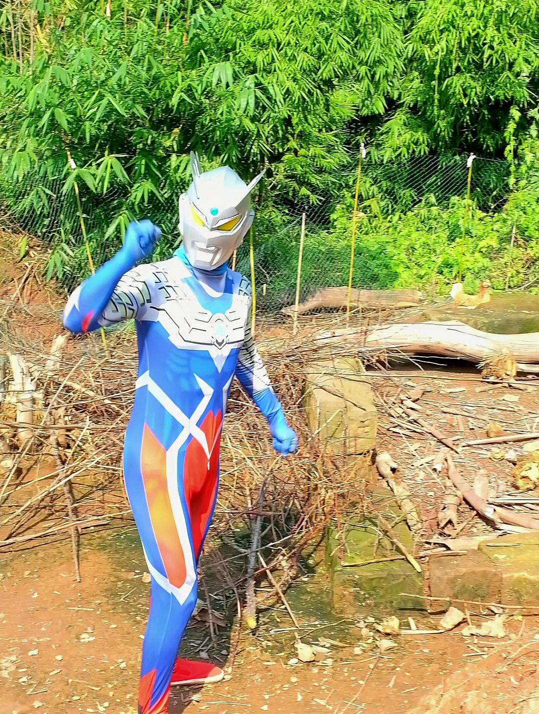 赛罗奥特曼抓咕咕鸡