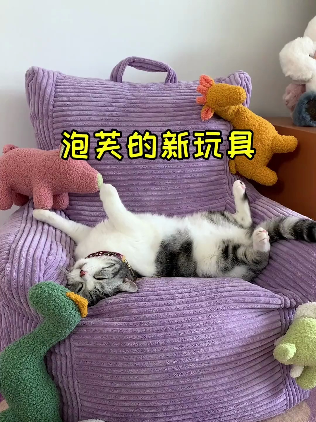 泡芙收到了新玩具 小猫咪是时候展现球技了