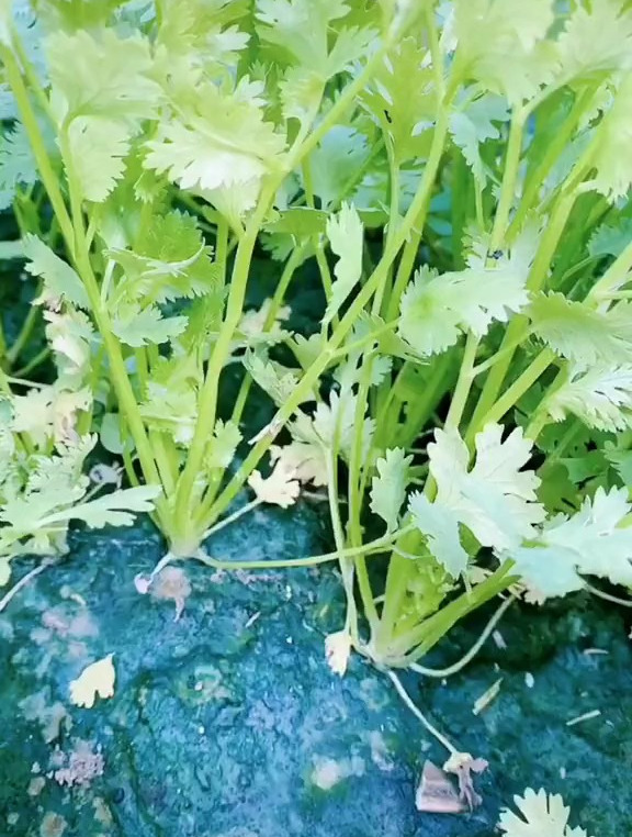 现在种香菜是最好的季节,行动起来吧