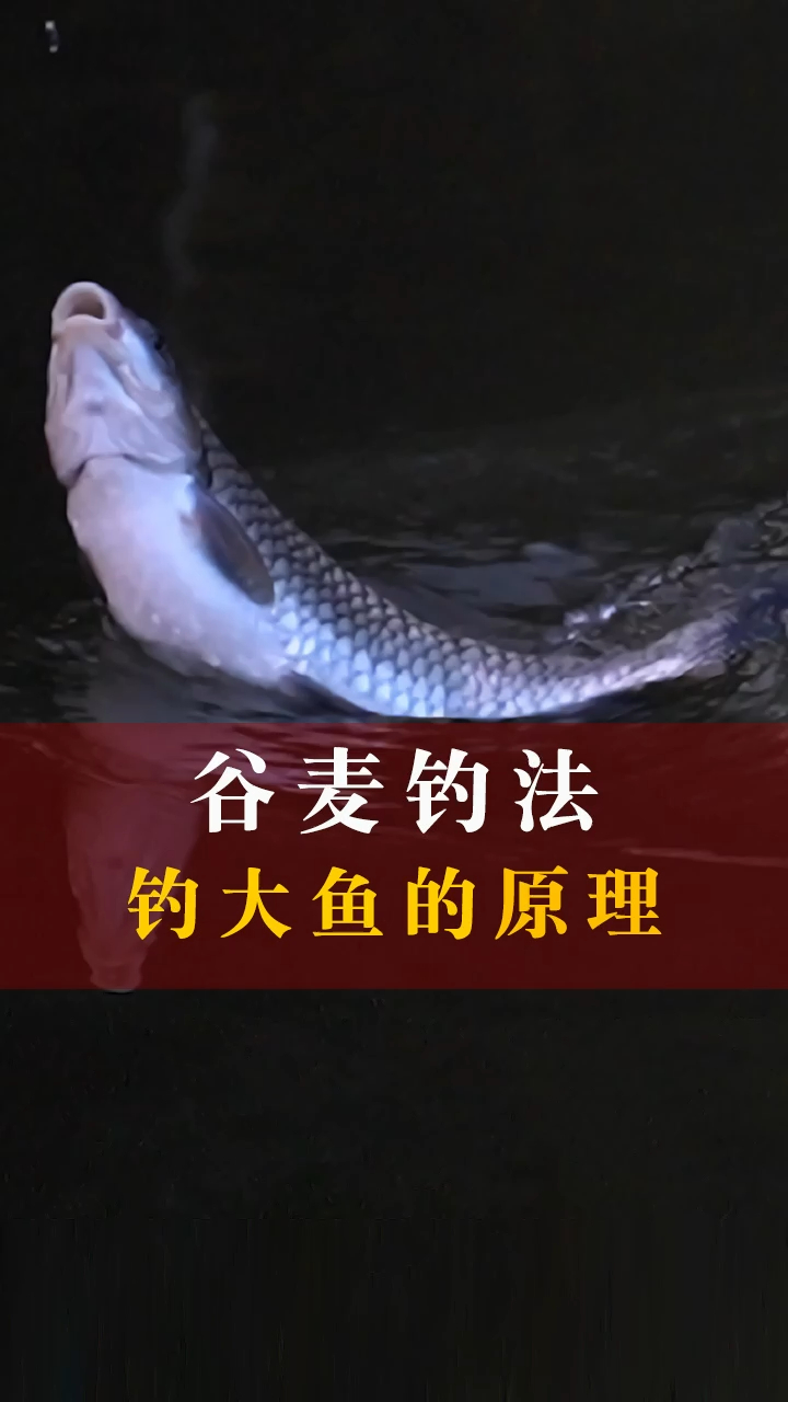谷麦饵料为什么经常钓的都是大鱼?