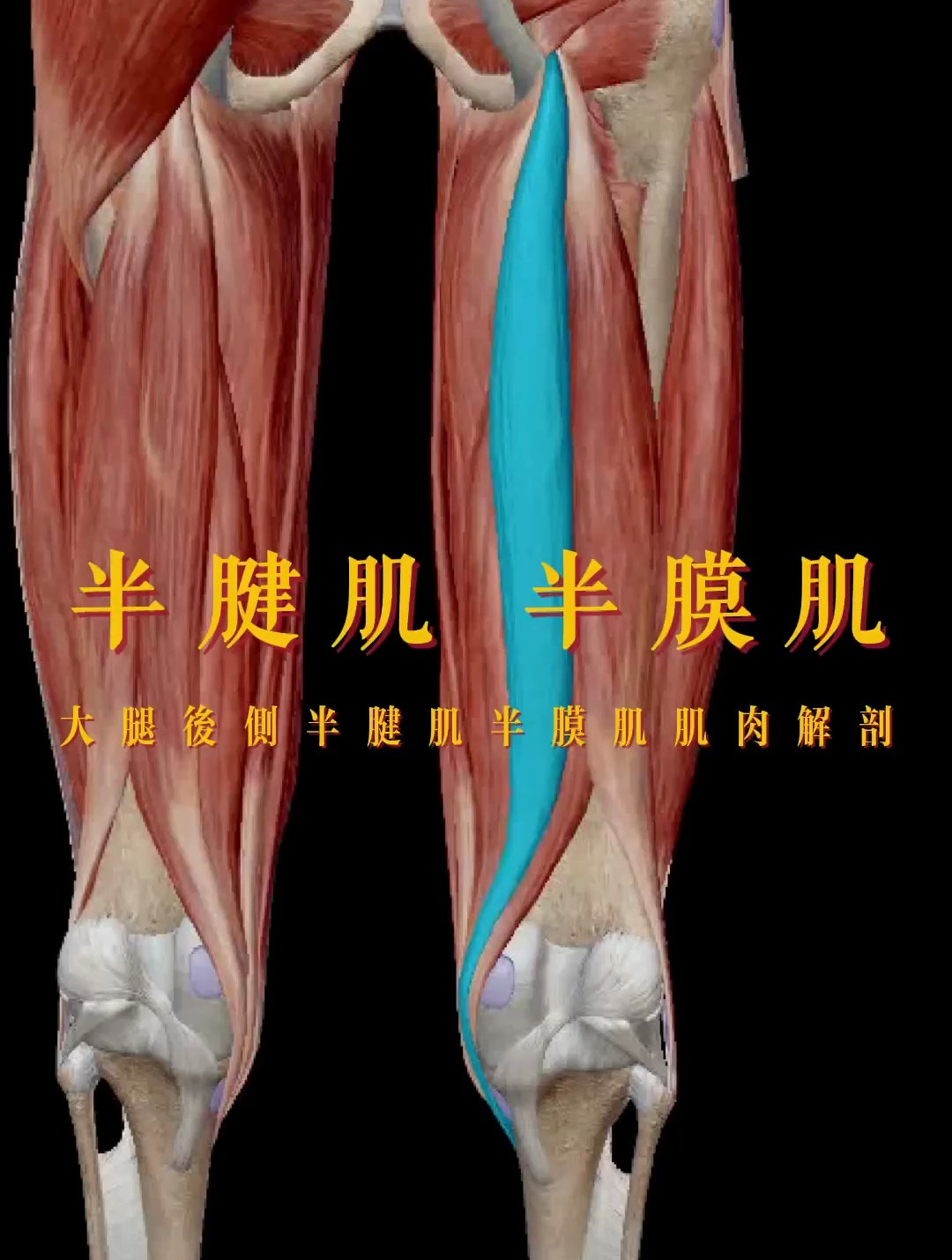 半腱肌半膜肌肌肉解剖