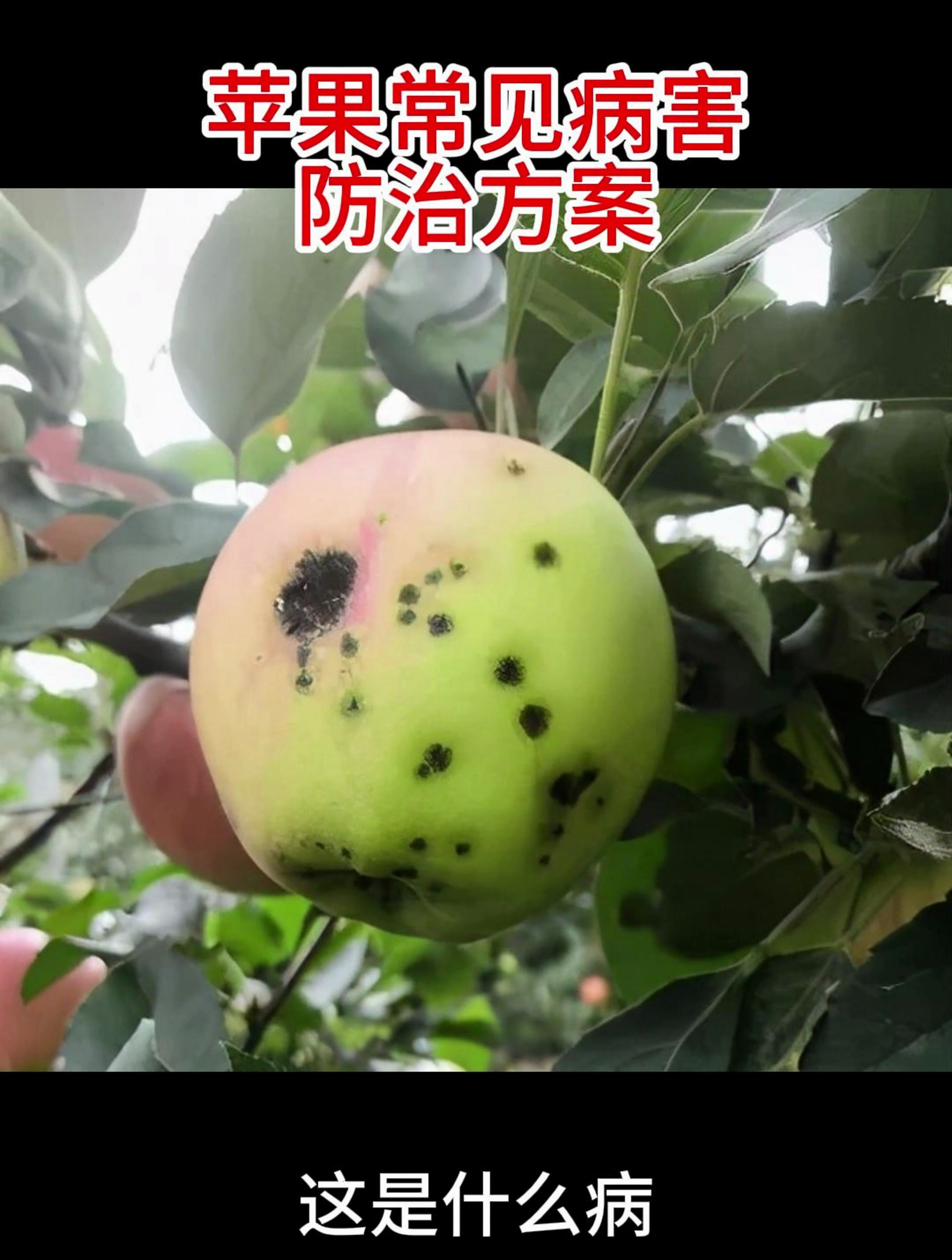苹果常见病虫害以及防治方法