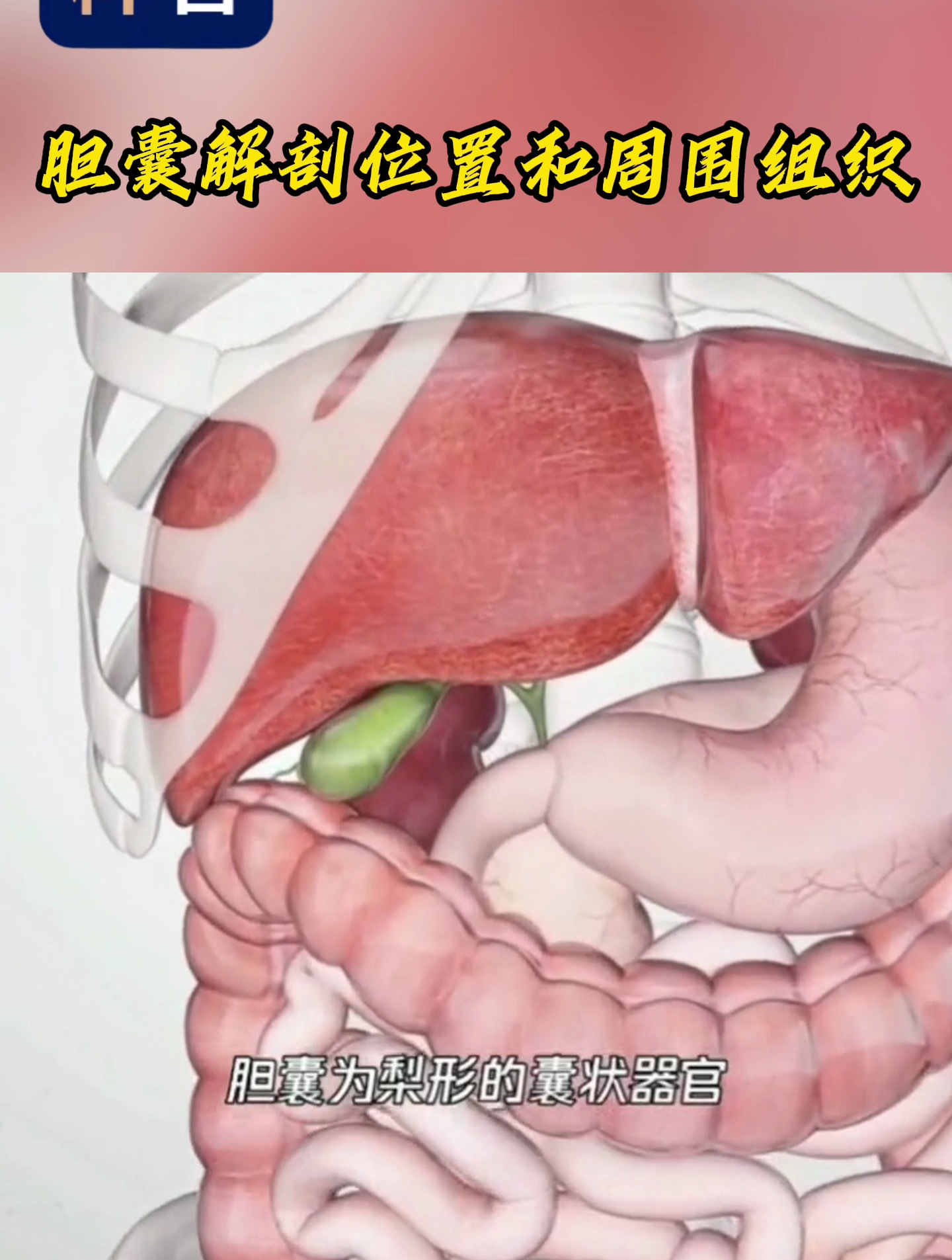 胆囊位置形态详解