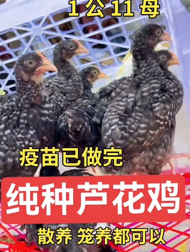 公母都有脱温鸡苗五黑鸡绿壳蛋芦花鸡