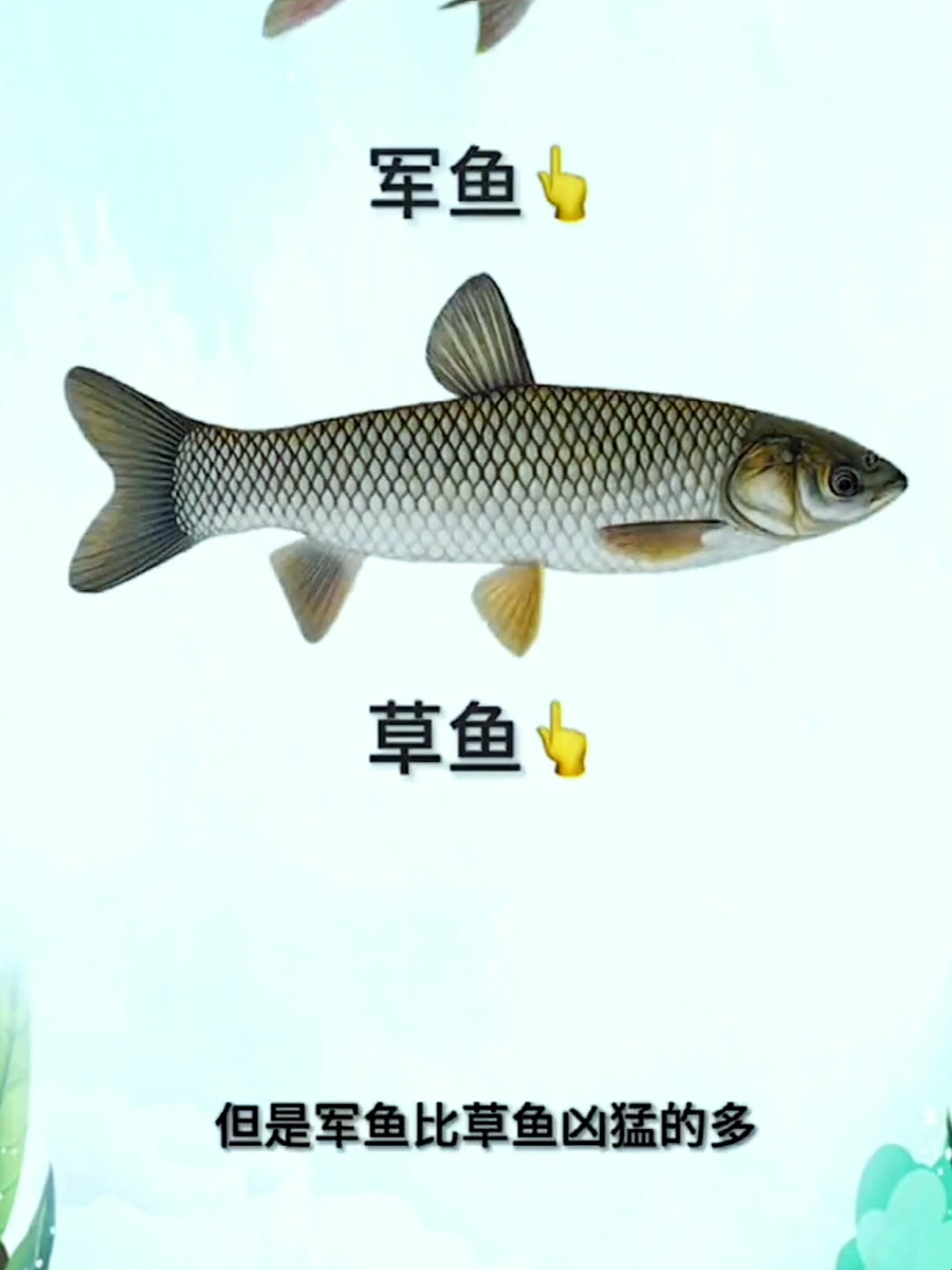 这是草鱼吗?我们来看下它可比草鱼凶猛得多~