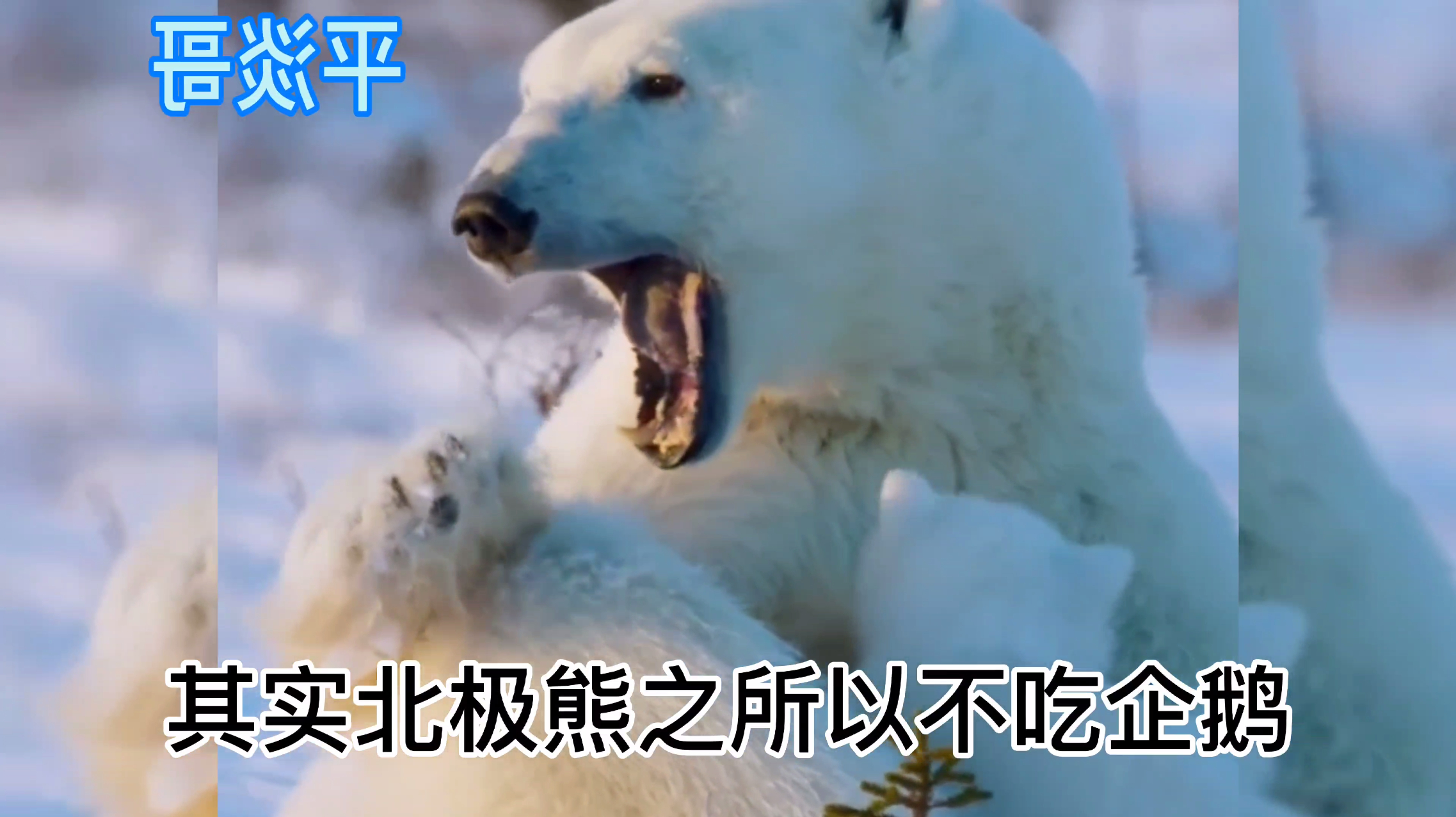 科普:为什么北极熊不吃企鹅?难道是企鹅太可爱了?