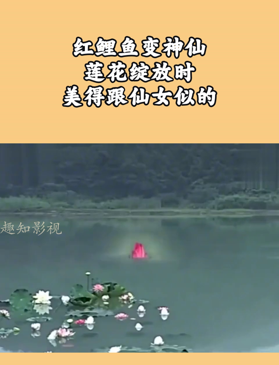 红鲤鱼变神仙,莲花绽放时,美得跟仙女似的