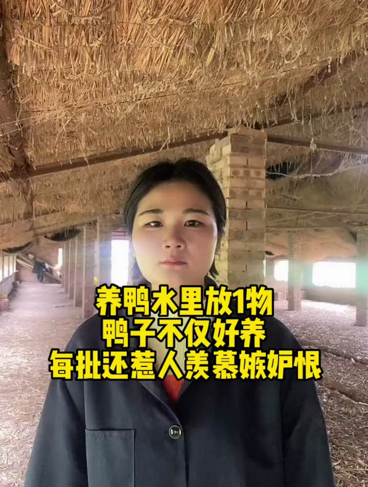 养鸭水里放1物,鸭子不仅好养,每批都惹人羡慕嫉妒恨