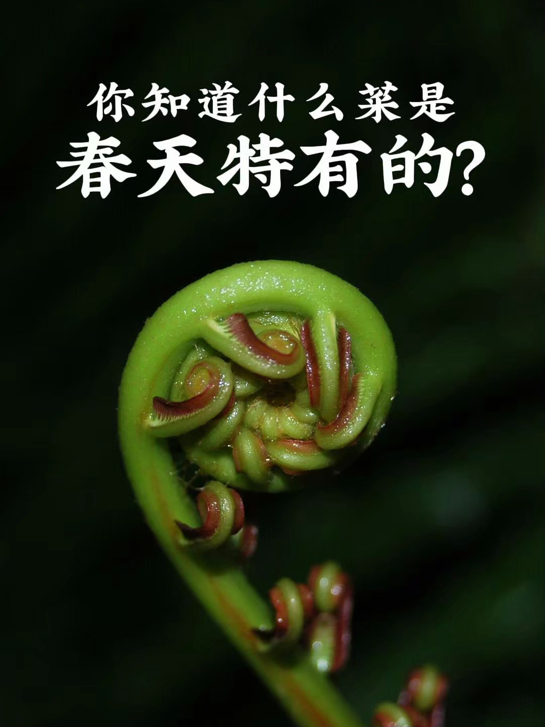 这两道菜的名字叫冬去春来,再不做就来不及了!