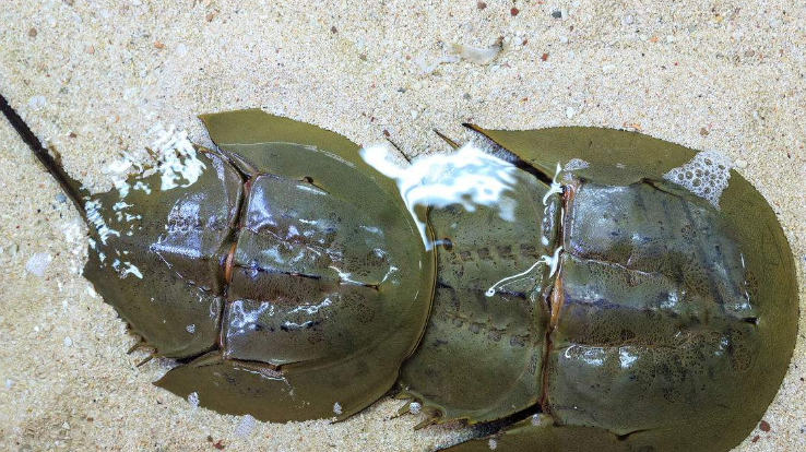 这种生物血液呈蓝色,被称作“活化石”,却因人类濒临灭绝