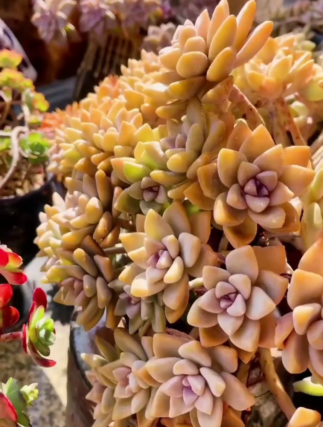 多肉淡雪缀化和朵朵缀一体桩,真好看!