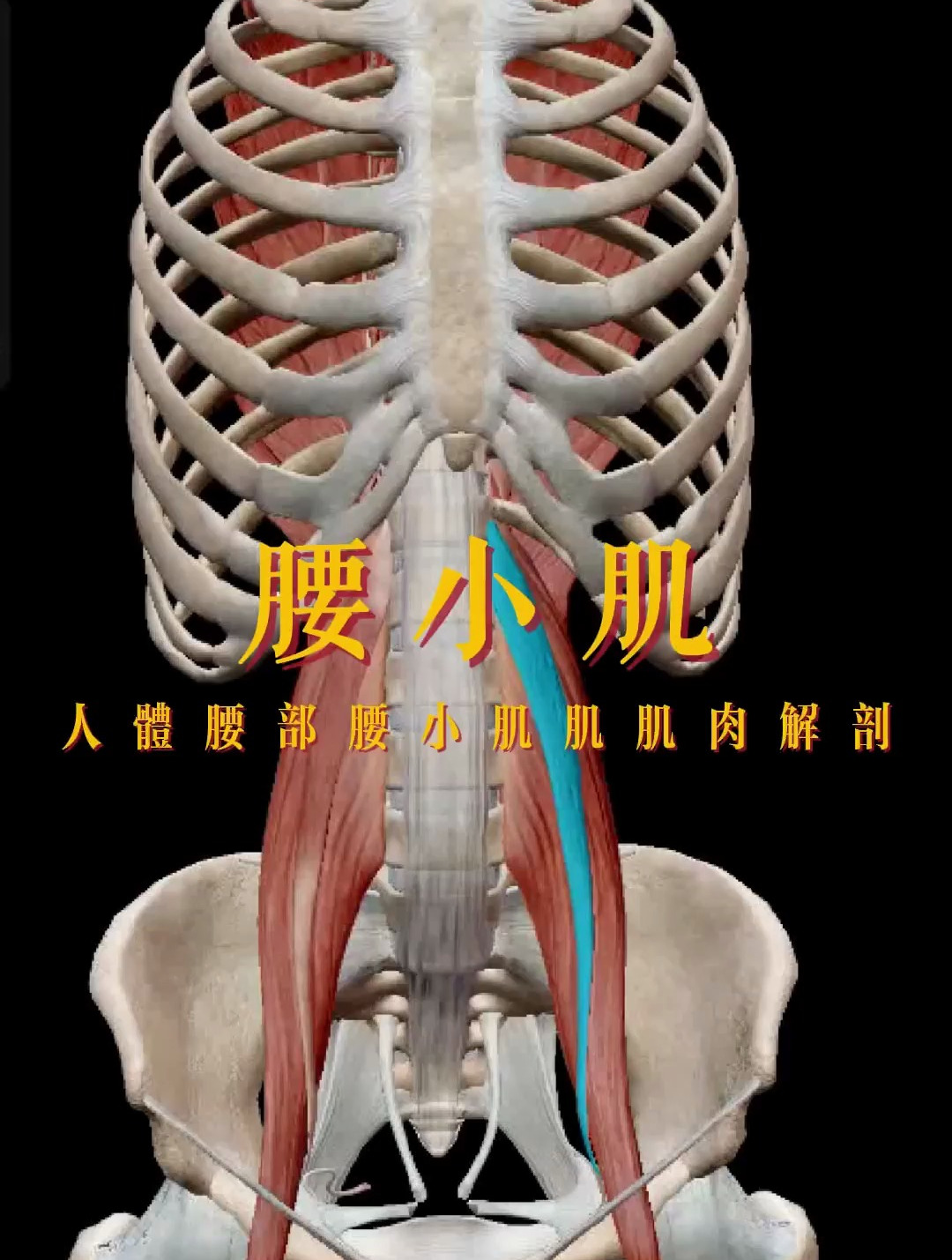 腰部腰小肌肌肉解剖