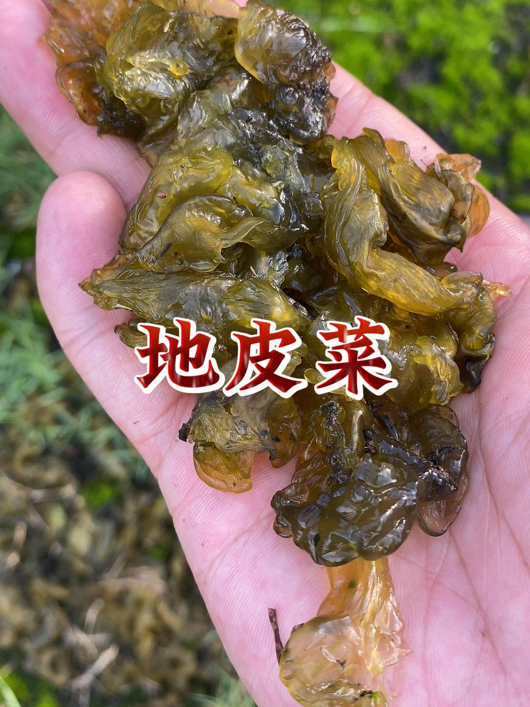 地皮菜又名雷公菌、地木耳,你了解它吗?