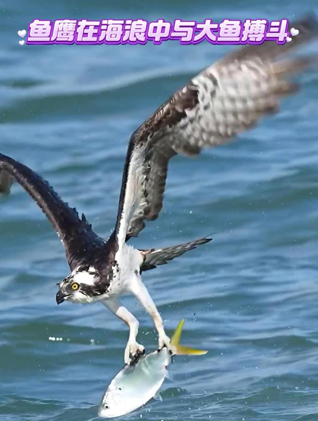 鱼鹰在海浪中与大鱼搏斗