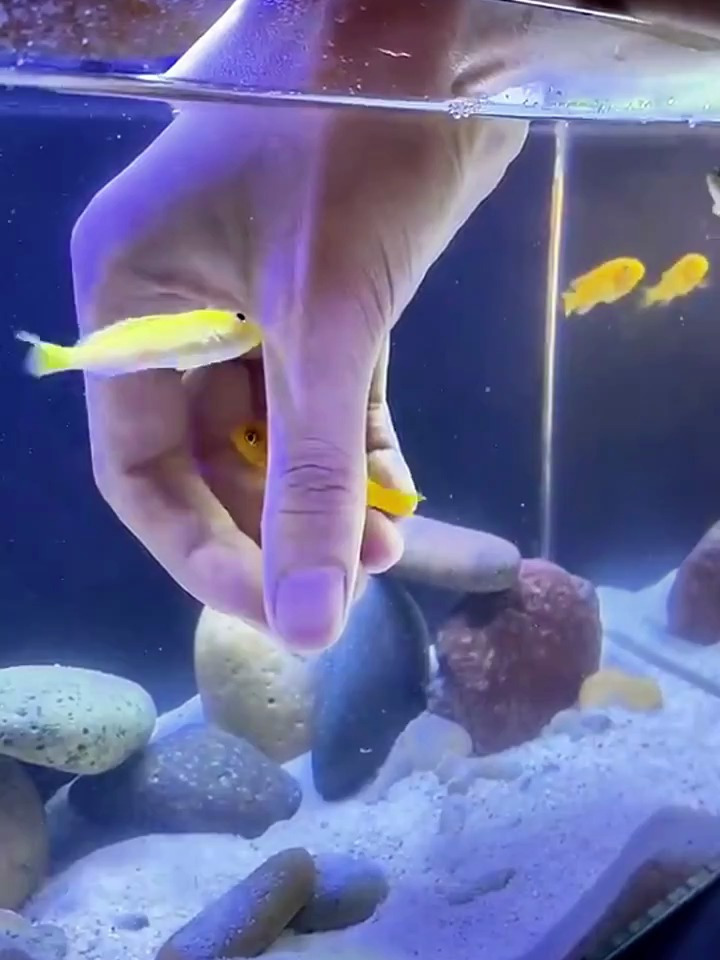 盘点十大养不死的小型热带鱼!观赏鱼 热带观赏鱼