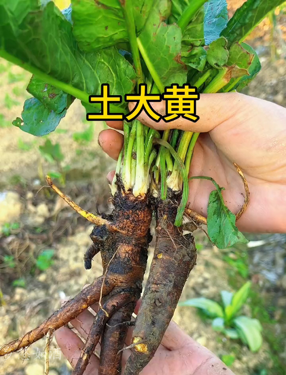 村里的土大黄,也叫野菠菜,乡亲们挖它的根回去切片晒干