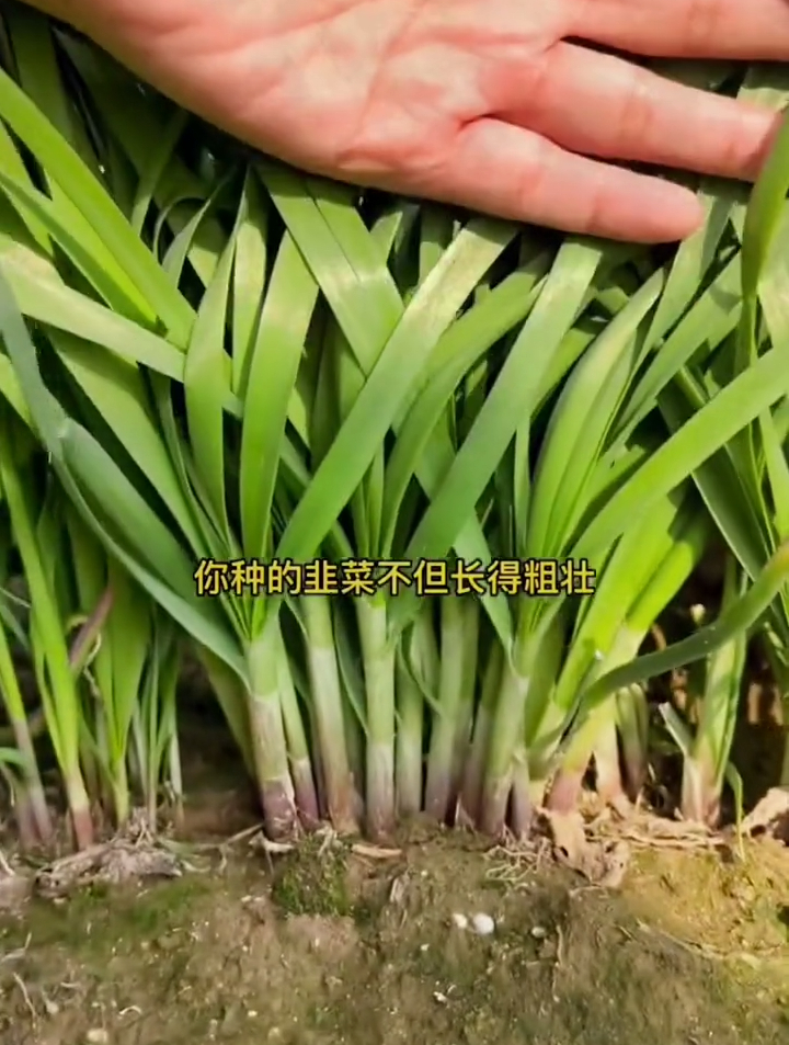 你种植的韭菜是不是不发芽,老农教你3个小技巧发芽率高达99%!