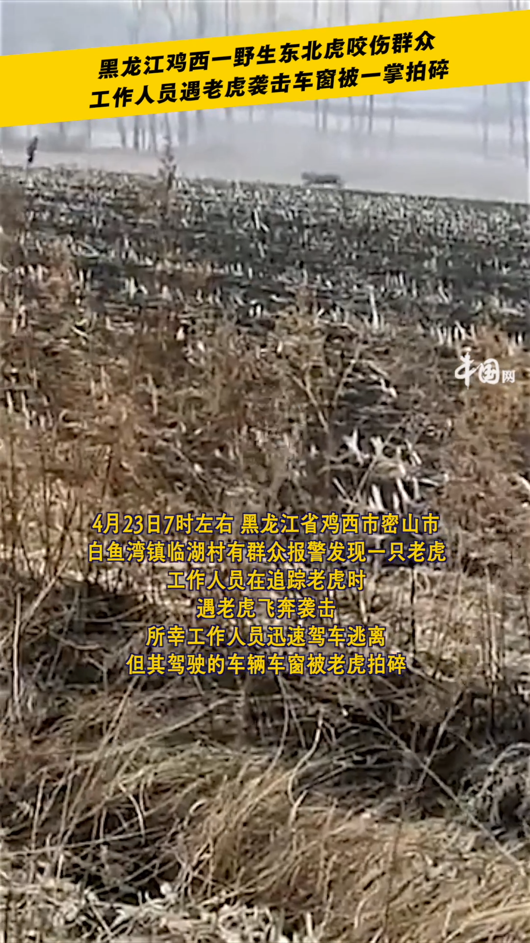 黑龙江鸡西一野生东北虎咬伤群众,工作人员遇老虎袭击车窗被一掌拍碎