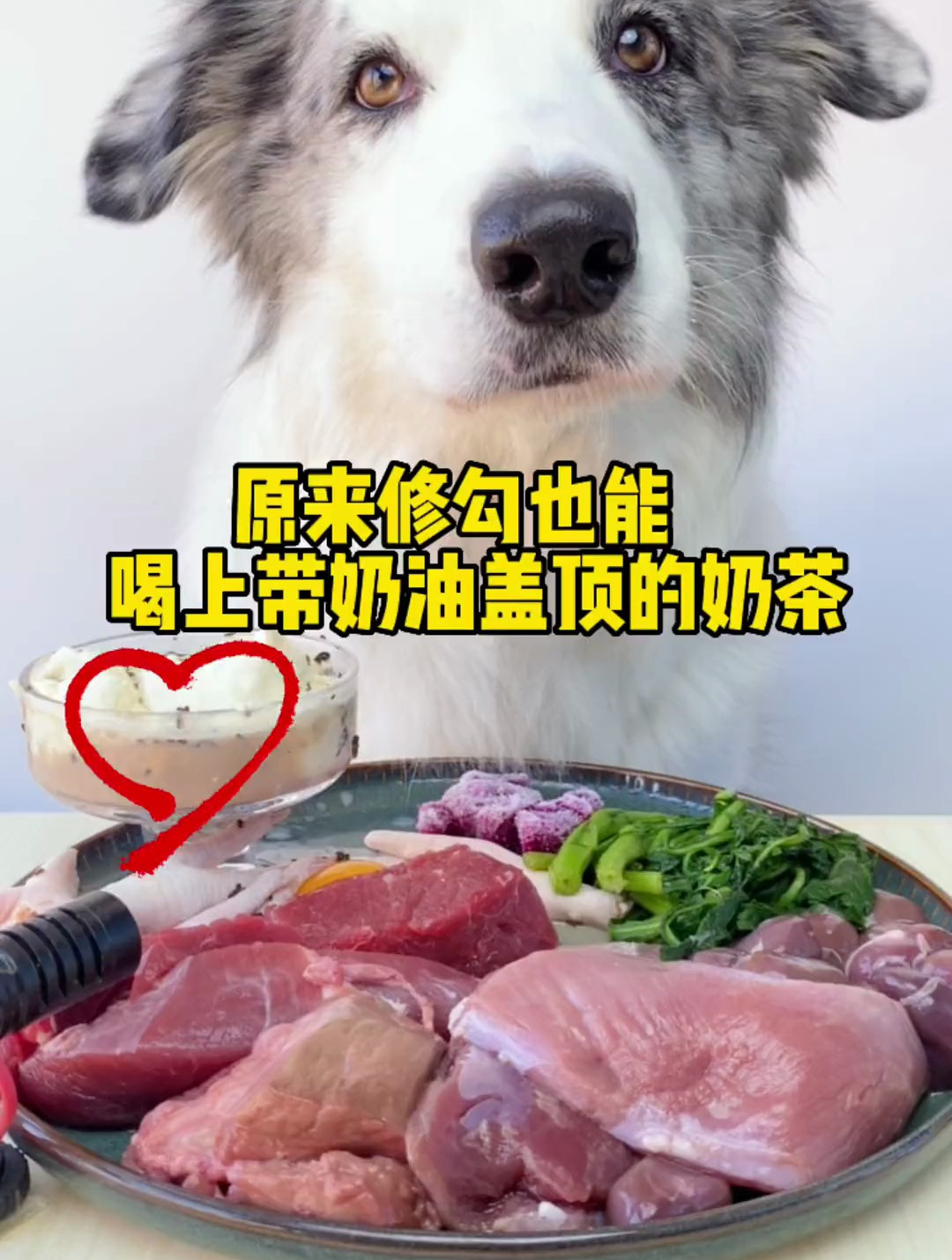 原来修狗也可以吃上带奶油盖顶的奶茶