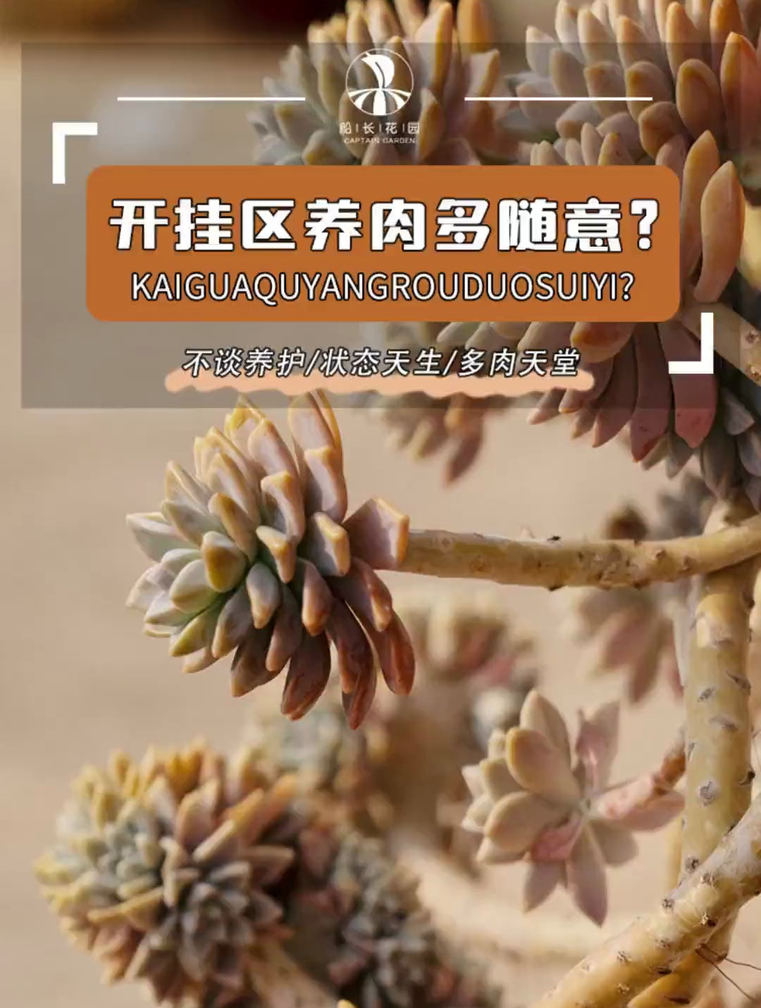 云南人养多肉真的很随意,往那儿一丢完事儿,多肉植物种植攻略