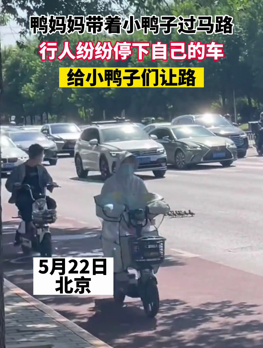 鸭妈妈带着小鸭子过马路 行人纷纷停下自己的车 给小鸭子们让路
