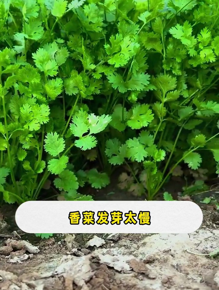 香菜什么时候开始种,不晚于什么时间,怎么播出苗好