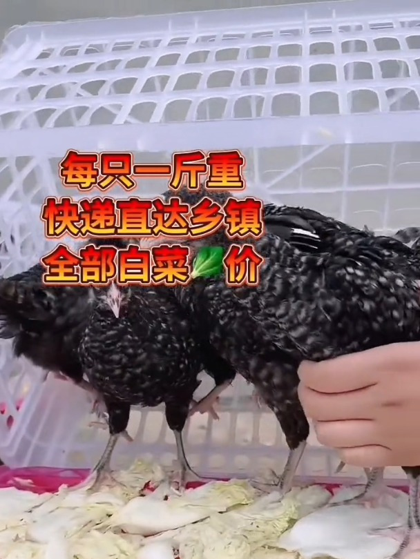 公母都有绿壳蛋鸡大红公鸡芦花鸡脱温鸡苗