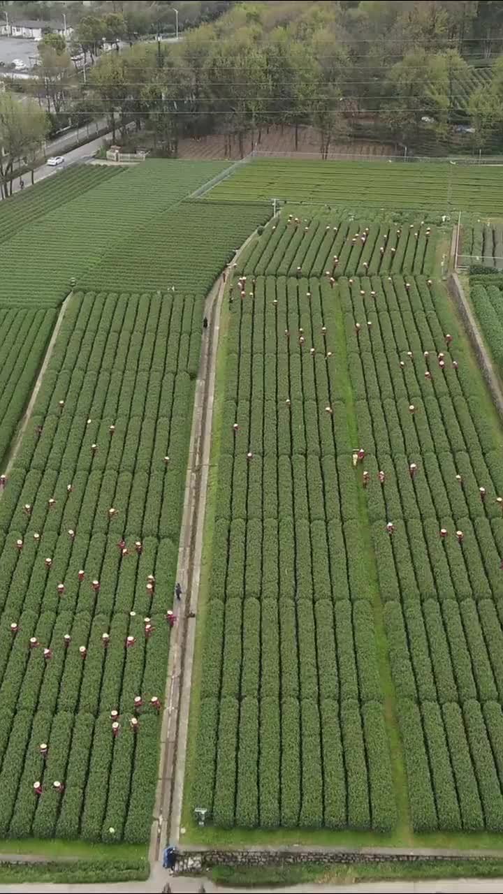 炒制明前茶这样防疫 西湖龙井炒茶车间竖起透明屏障