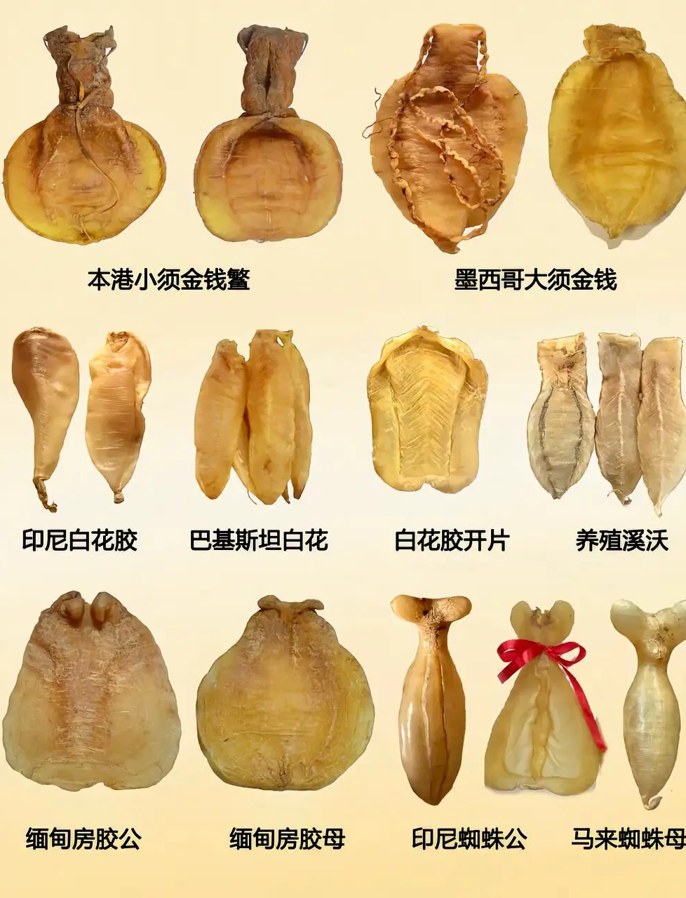 上最全的鱼胶图鉴来袭!