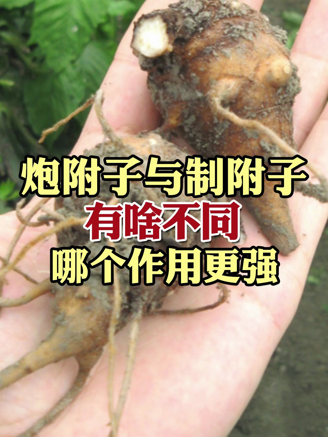炮附子与制附子有啥不同,哪个作用更强?