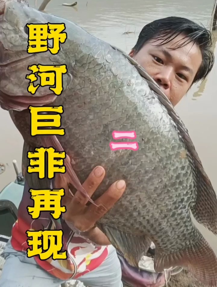 3.98公斤大罗非破我个人记录了 罗非鱼