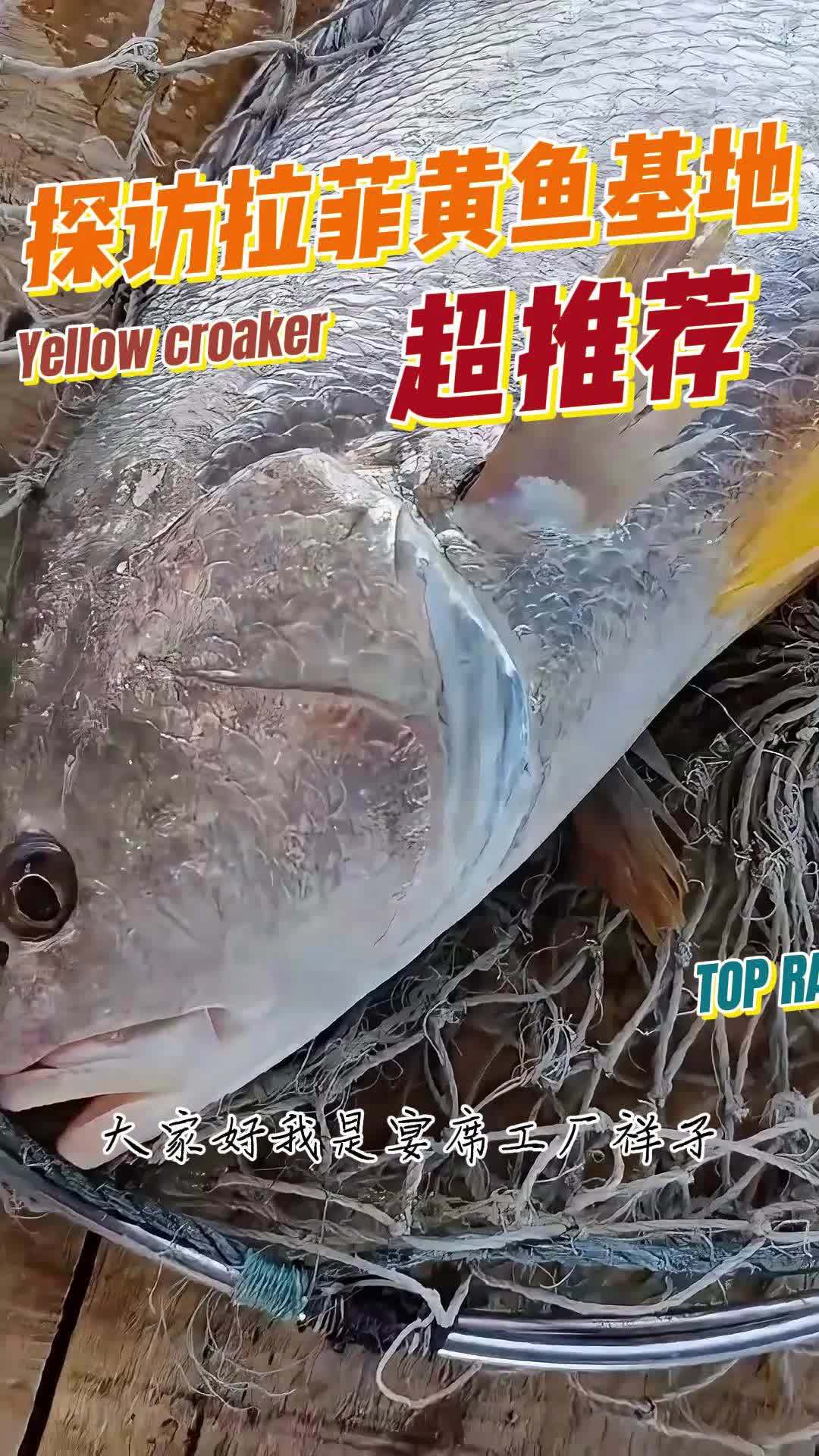 拉菲黄鱼基地看一看,活鱼现杀 半条和整条