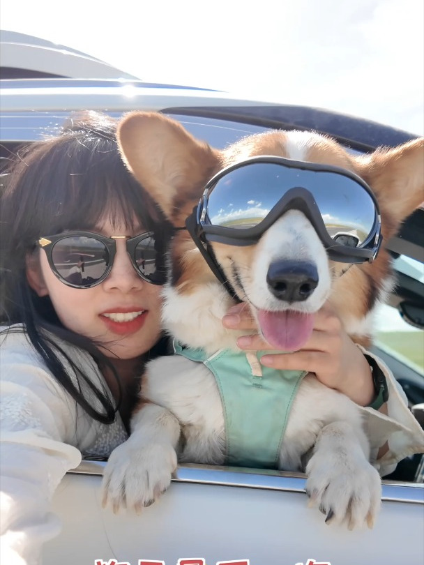 小狗的最后一次长途旅行,本次大冒险结束了!