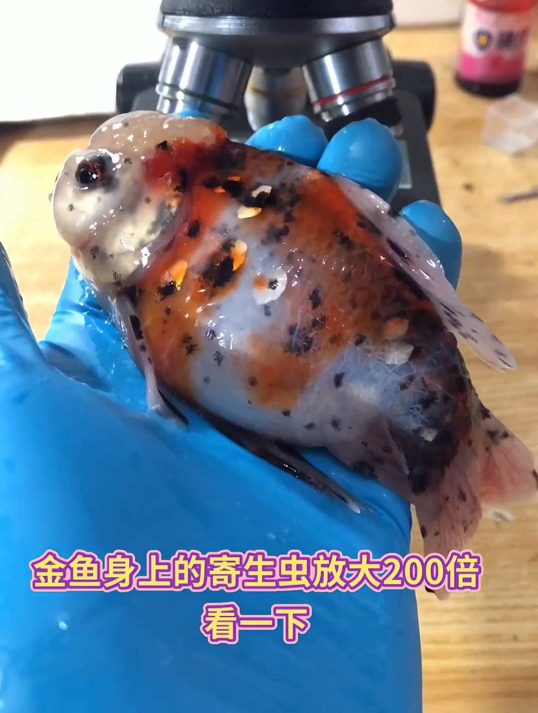 养金鱼的小伙伴应该都懂的吧