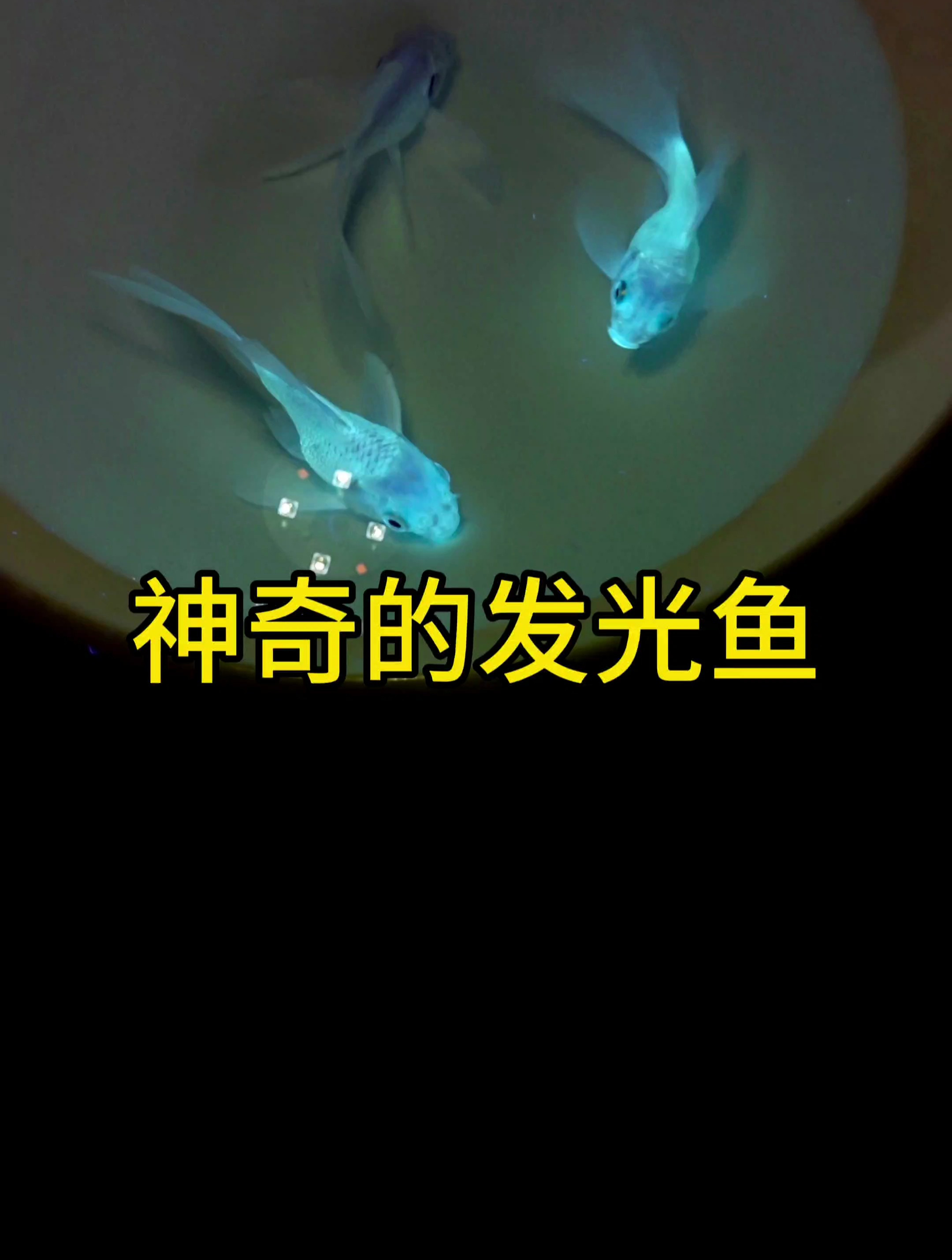 会发光的观赏鱼,漂亮极了,这什么原理?