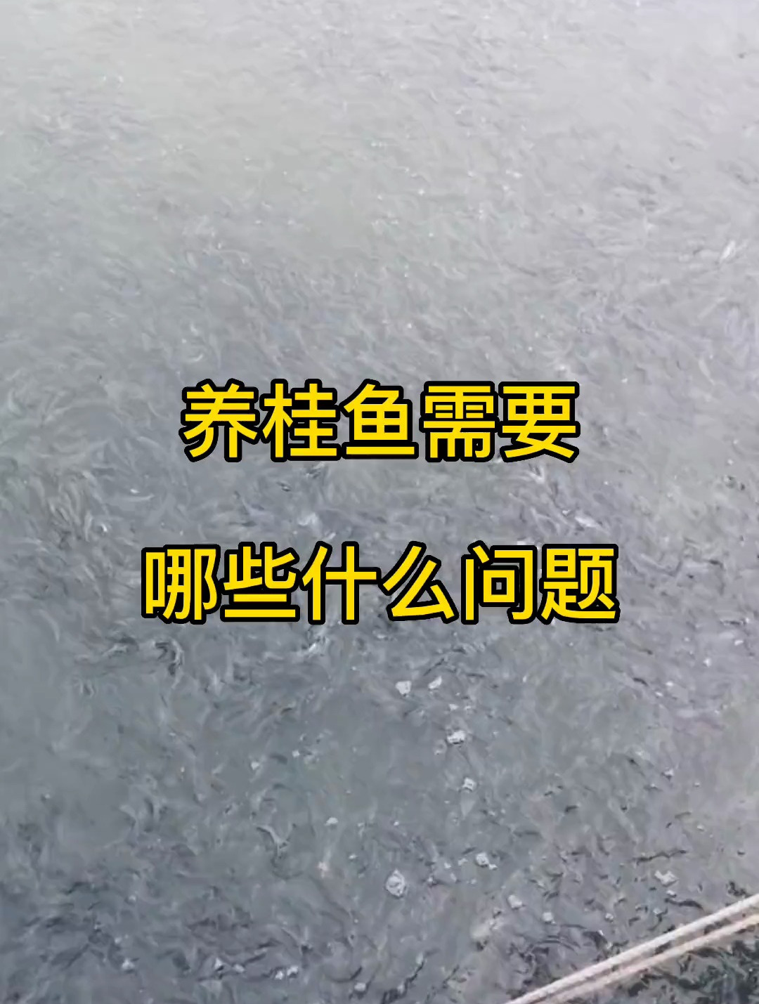 养桂鱼需要注意哪些问题呢 鱼虾蟹养殖 水产养殖 水产人