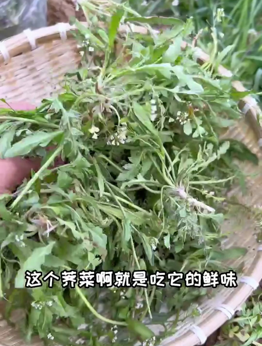 年年挖荠菜,却不知道它长什么样,现在认识还不晚,别挖错了!