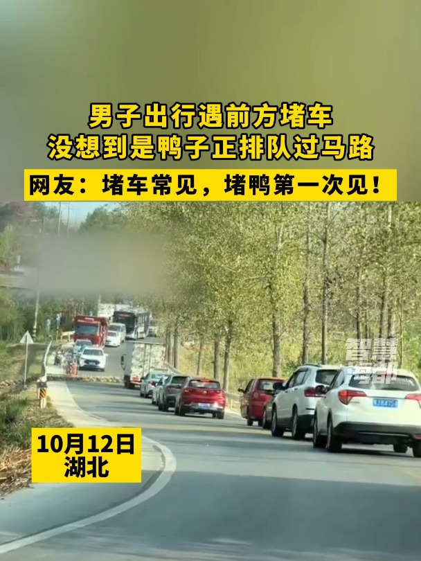 男子出行遇前方堵车,没想到是鸭子正排队过马路,网友:堵车常见,堵鸭第一次见!