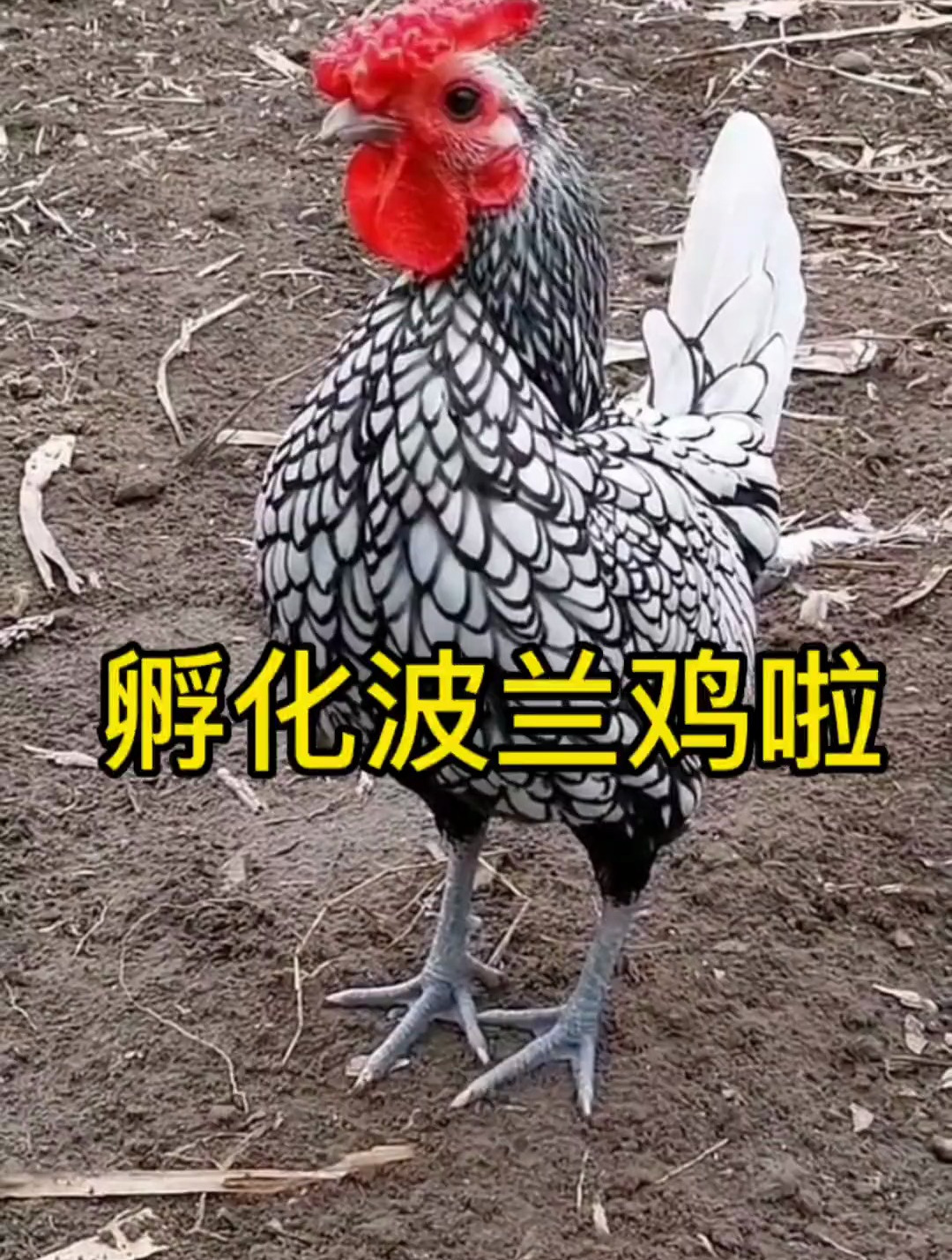 身披中国画的鸡你见过吗?我要孵化波兰鸡啦!