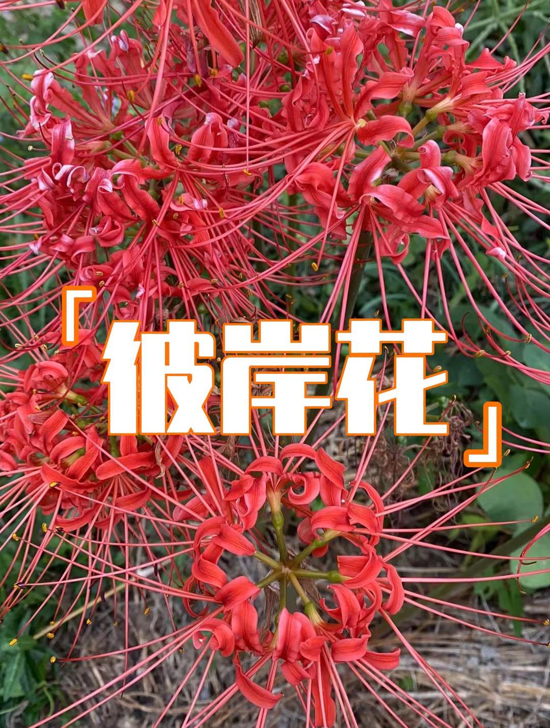 曼珠沙华彼岸花,花叶永不相见