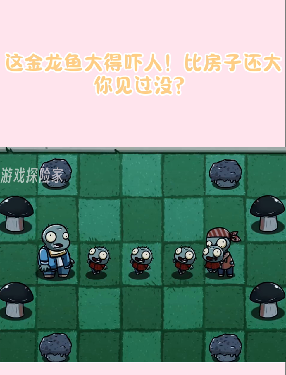 这金龙鱼大得吓人!比房子还大,你见过没?