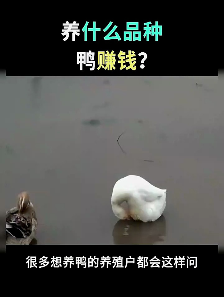 养殖分享——养什么品种的鸭子收益不错呢?