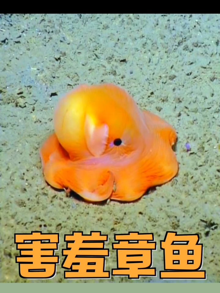 世界上最萌的章鱼,一害羞就把脑袋捂住,各种可爱动作萌翻啦