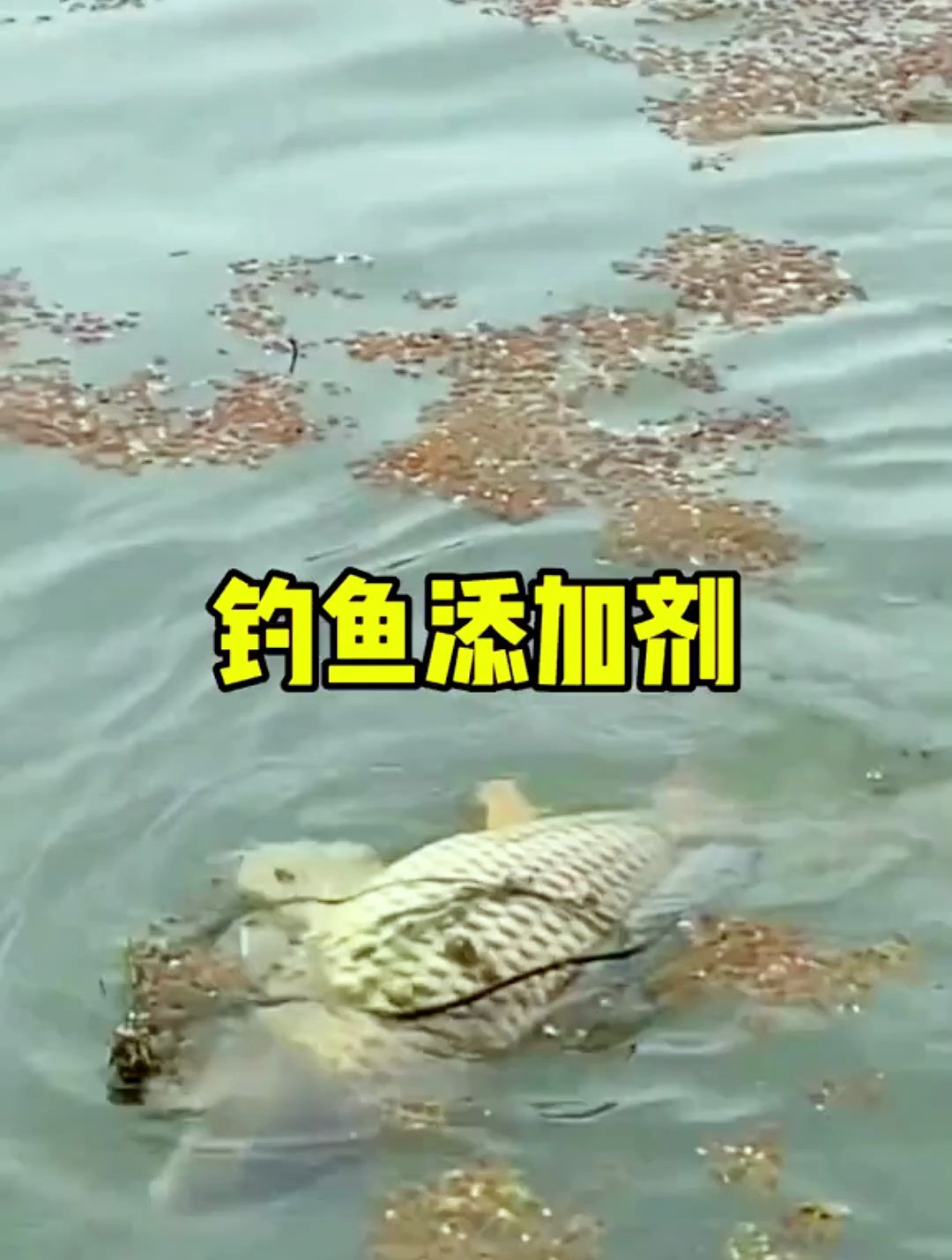 听说藿香正气液还可以做小药钓鱼?是真的吗