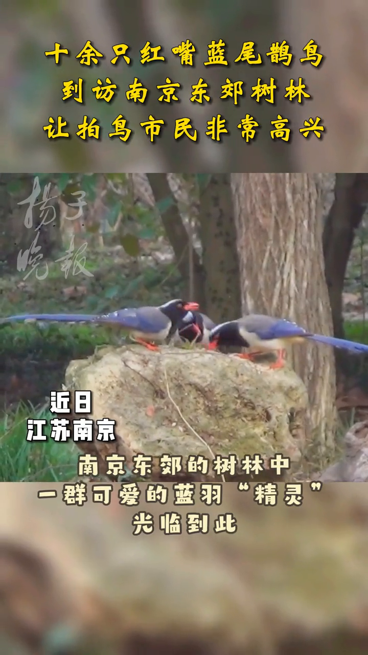 十余只红嘴蓝尾鹊鸟到访南京东郊树林,市民高兴欢迎到来